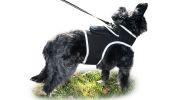 Realtime GSM GPS Tracker Dog Cat Waterproof Locator with Notifications Size:XS